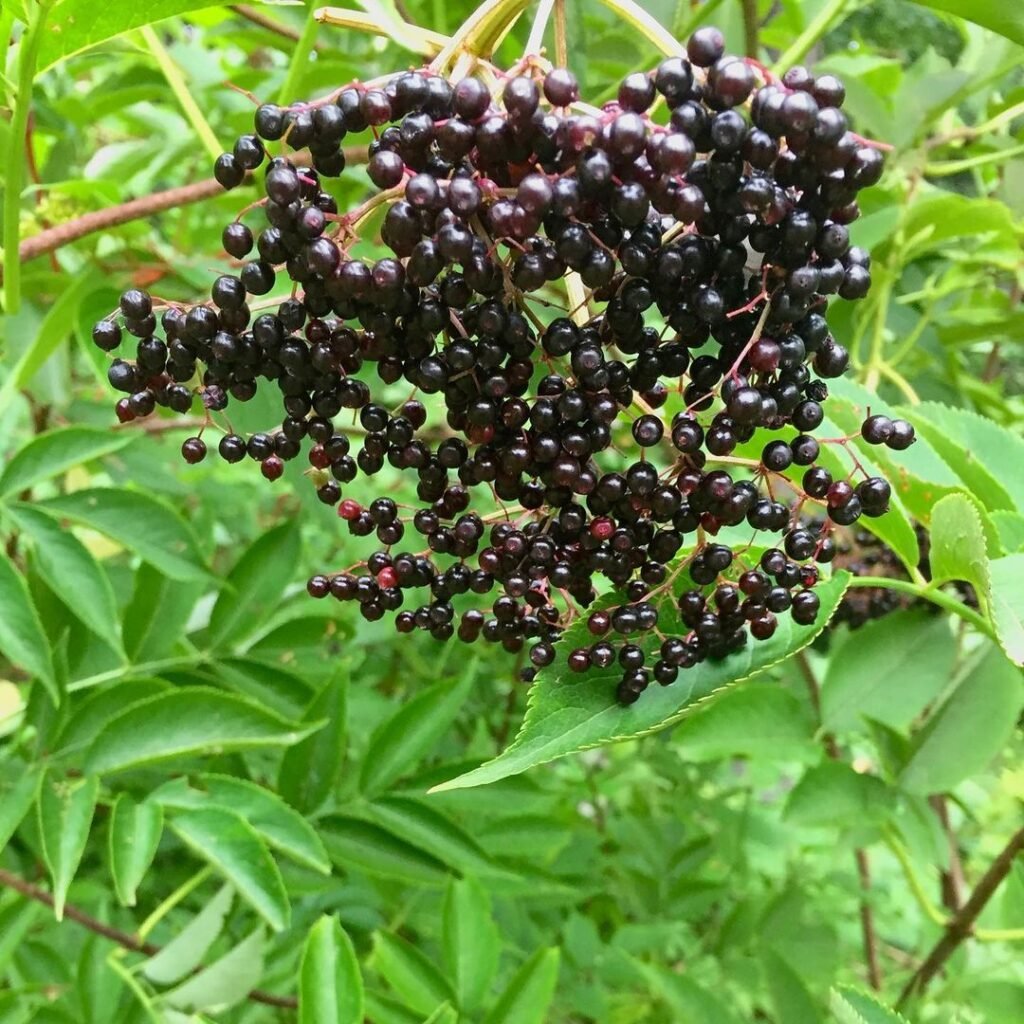 Black elderberries growing on a tree with elderflower.