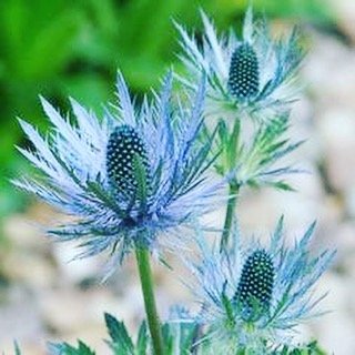 Beautiful blue blooms of Eryngium with fresh green foliage in garden.