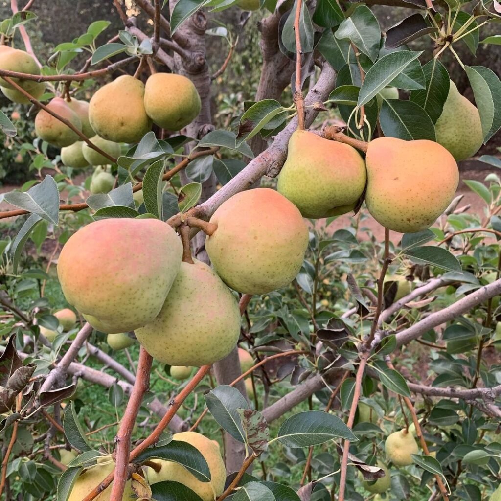 Juicy European pears ripening on a tree in the garden