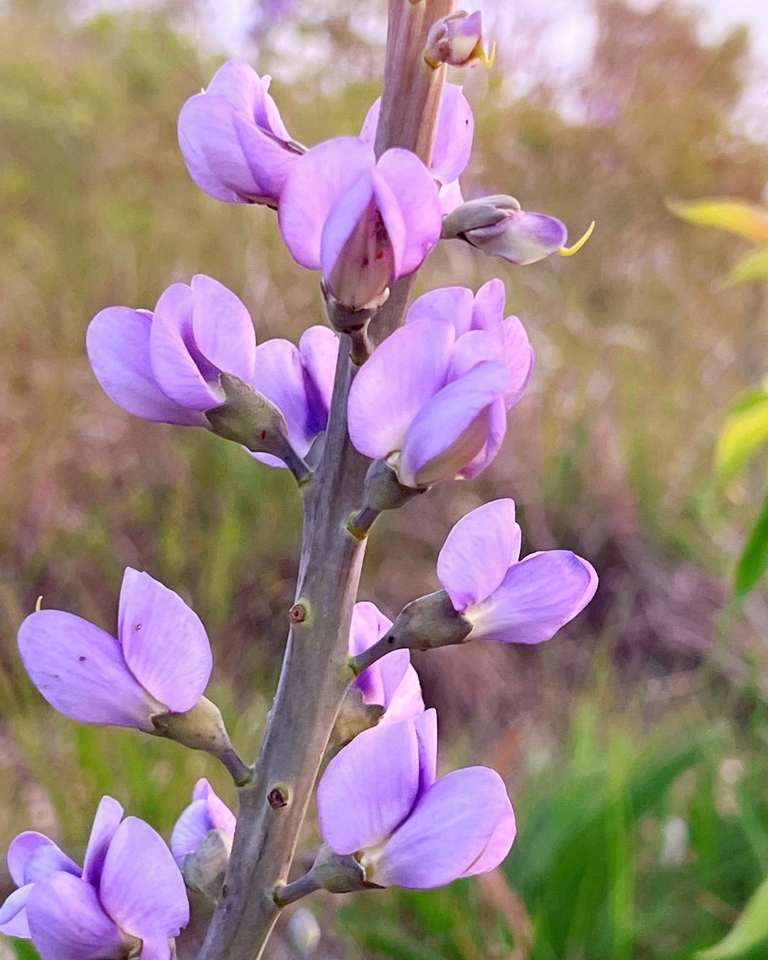 A close up of a purple False Indigo flower in the grass.