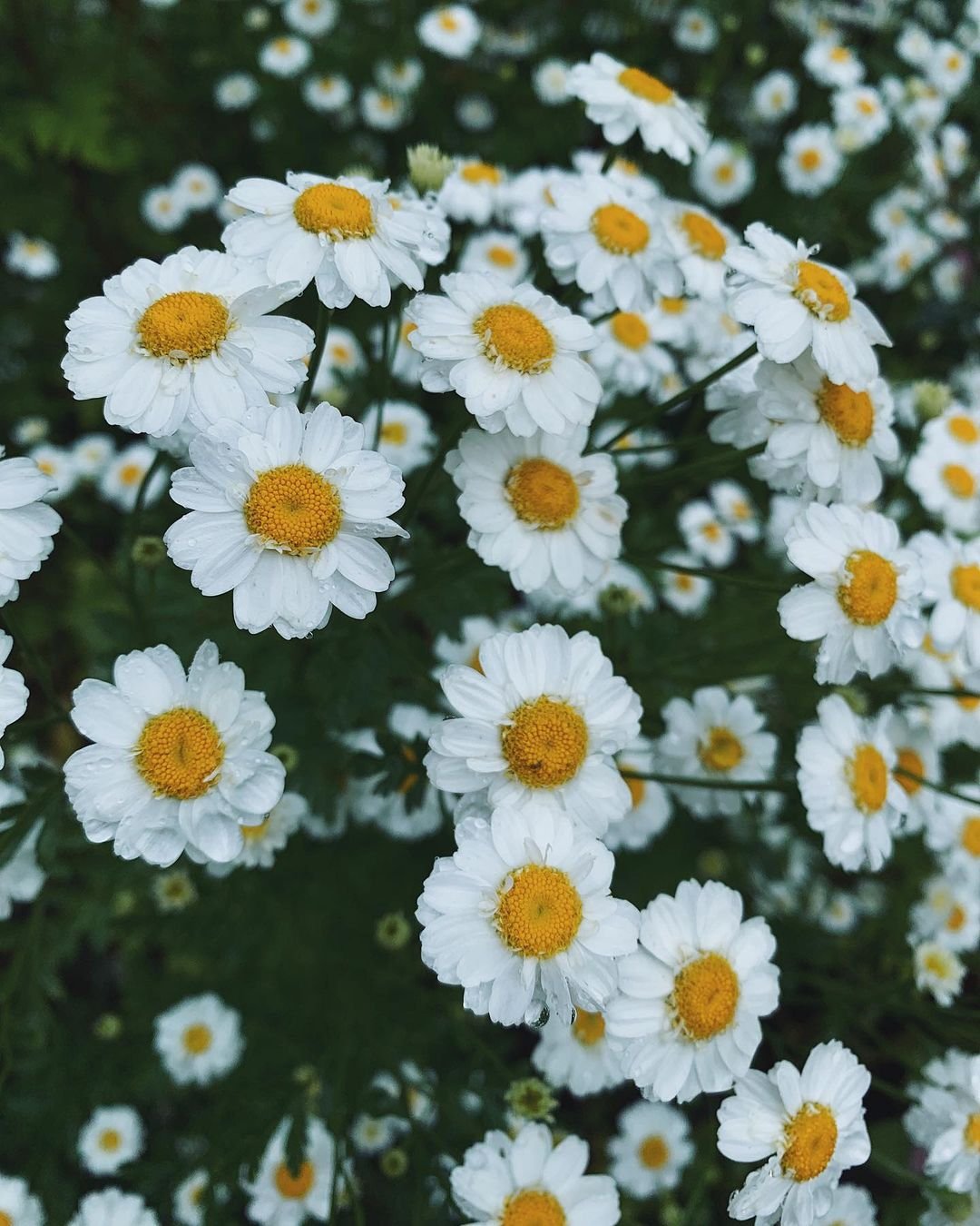  White daisies with yellow centers, known as Feverfew flowers, blooming in a garden.