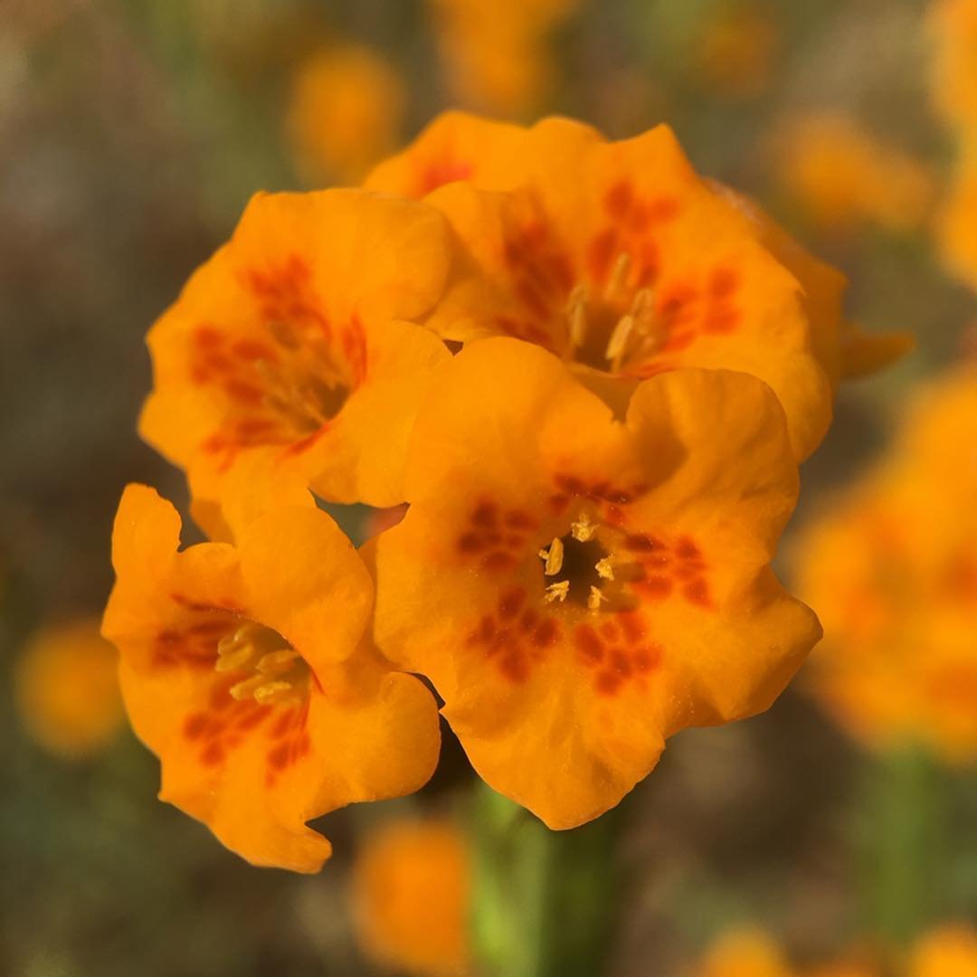Close up of orange Fiddleneck flowers with red spots.