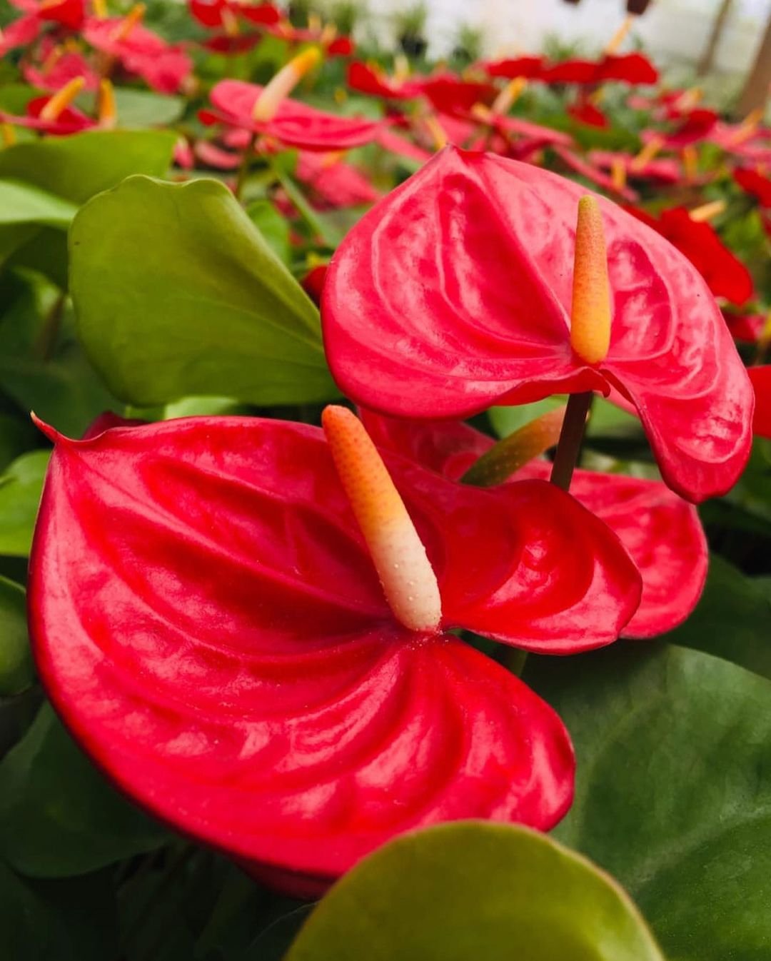 Close-up of red Flamingo Flowers in a greenhouse.