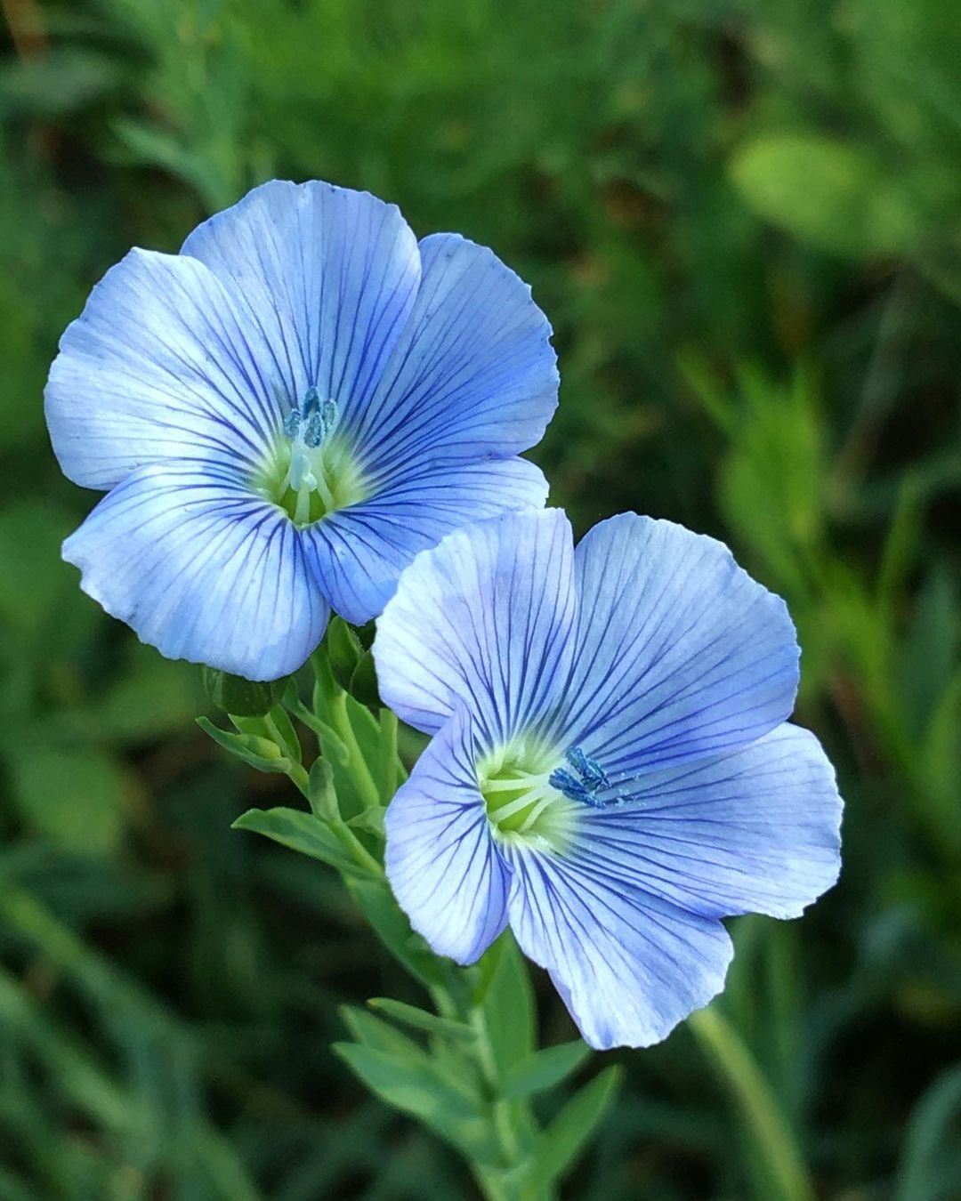 Two blue flax flowers blooming in the grass.