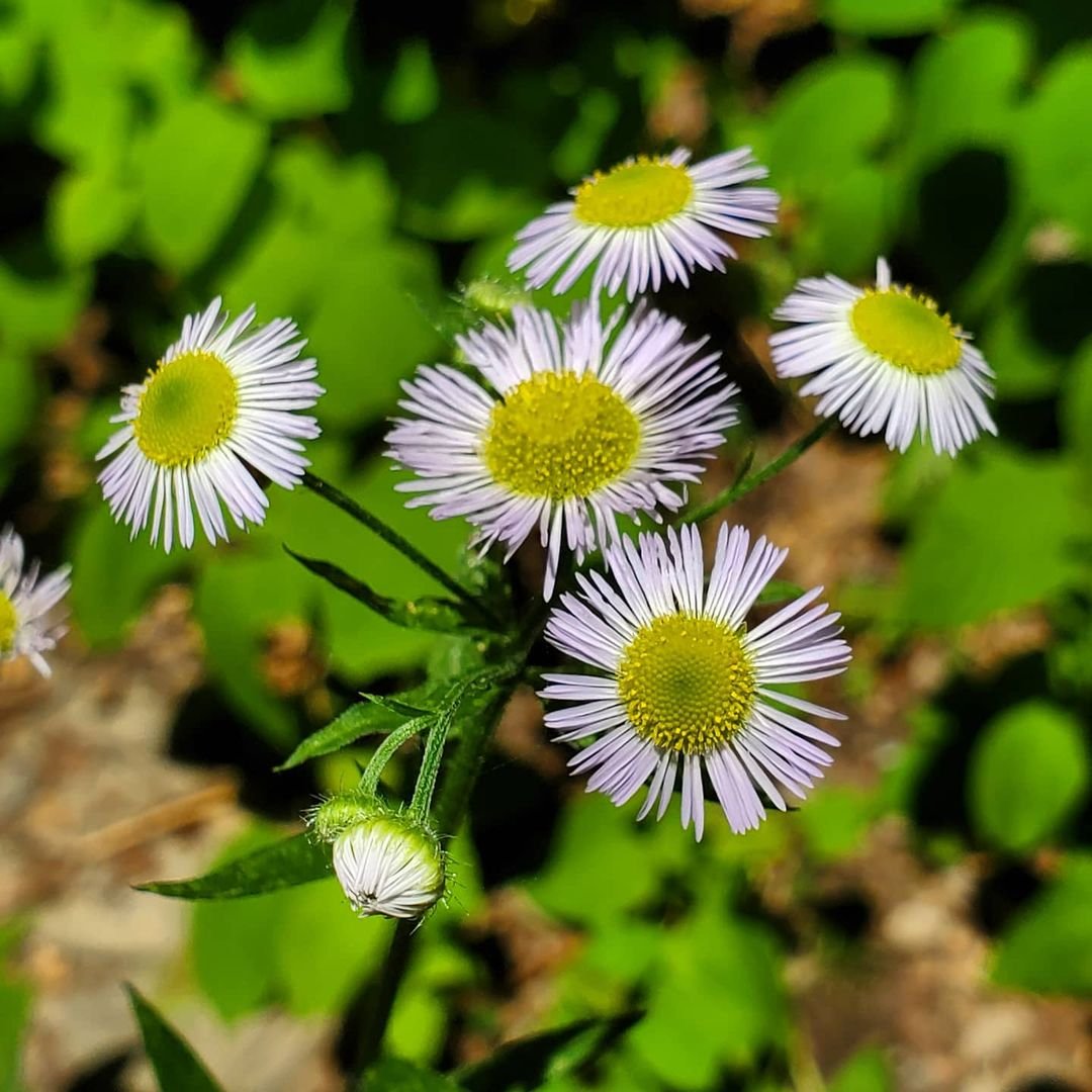 Purple and white Fleabane flowers in a group.