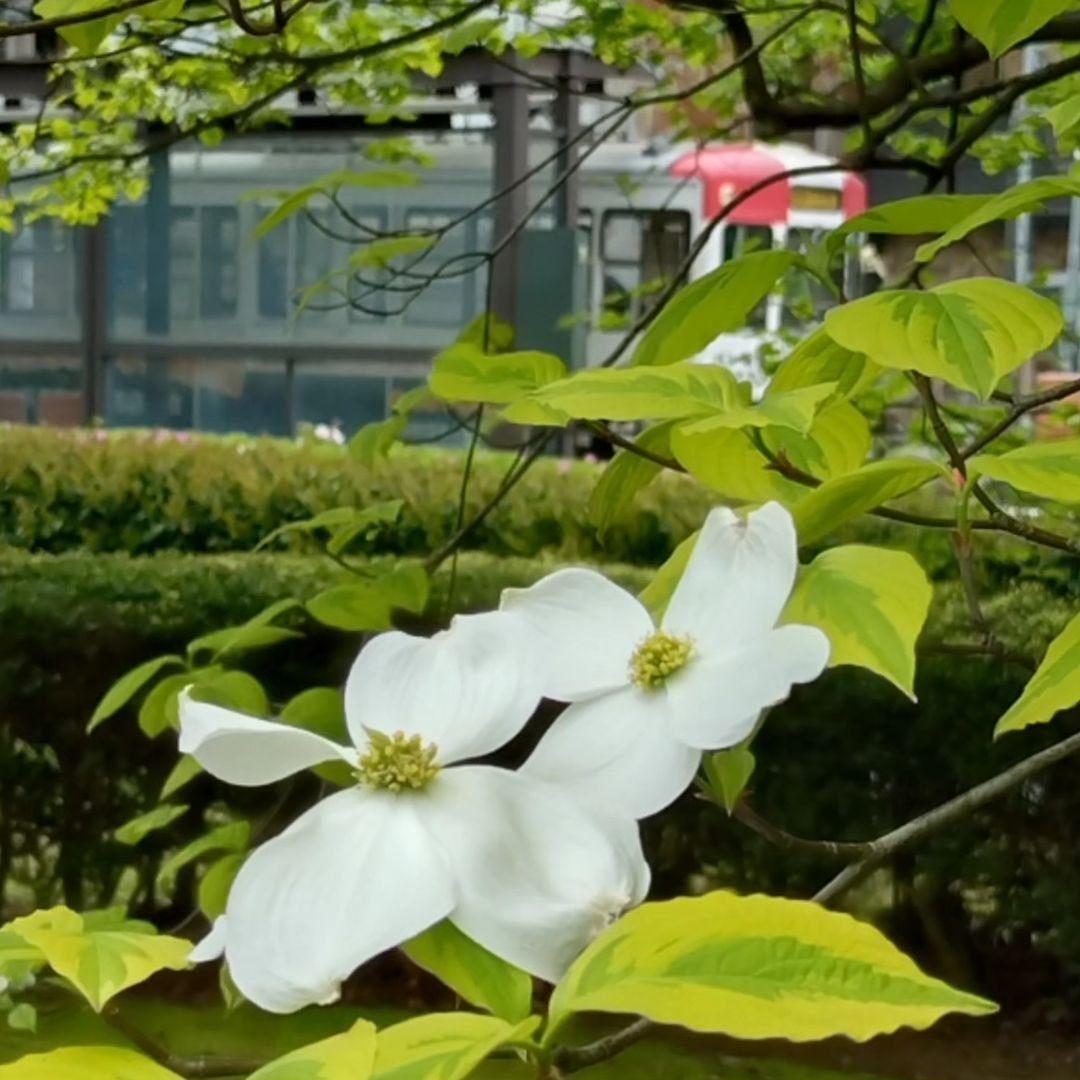 A Flowering Dogwood tree with white flowers in front of a bus.