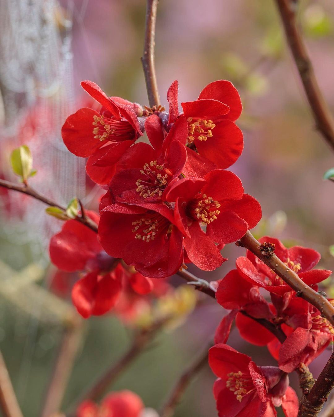Red Flowering Quince blossoms on a branch with spider web.