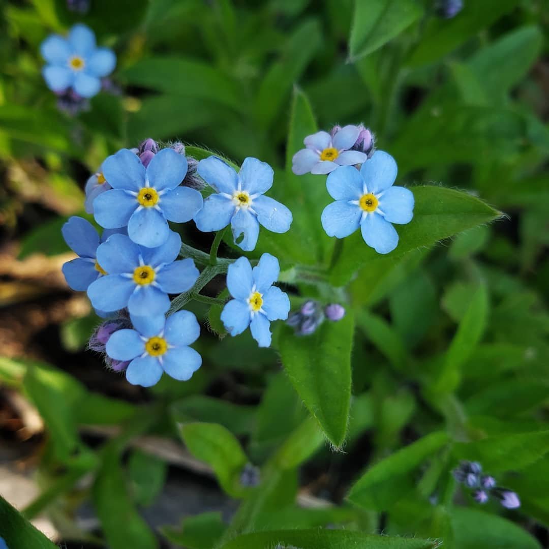  Blue Forget-Me-Not flowers blooming in spring.