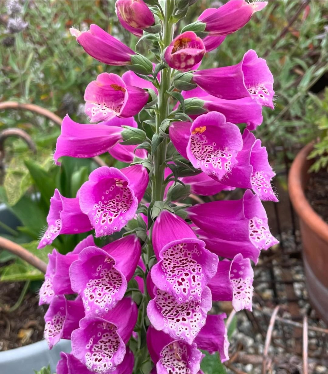 Purple foxglove flowers with spotted throats, growing in a garden.
