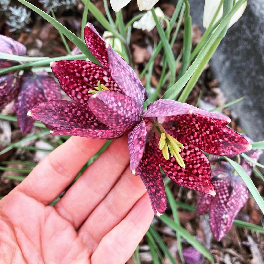 Person holding a Fritillaria flower with red spots.