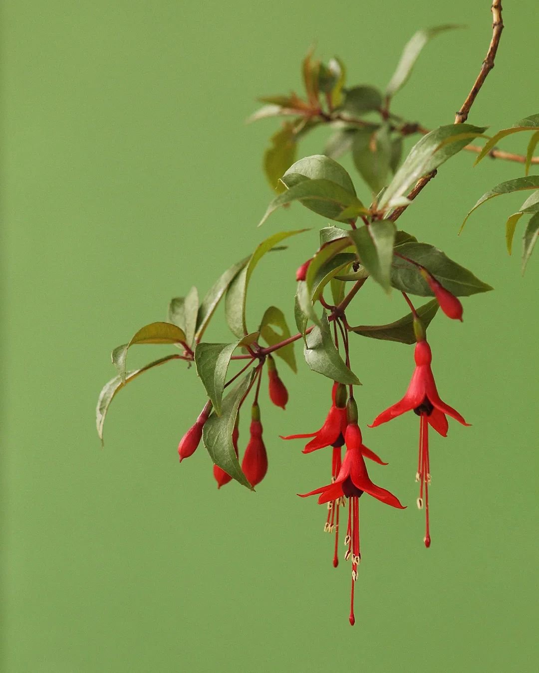 A close-up image of vibrant fuchsia flowers in full bloom.