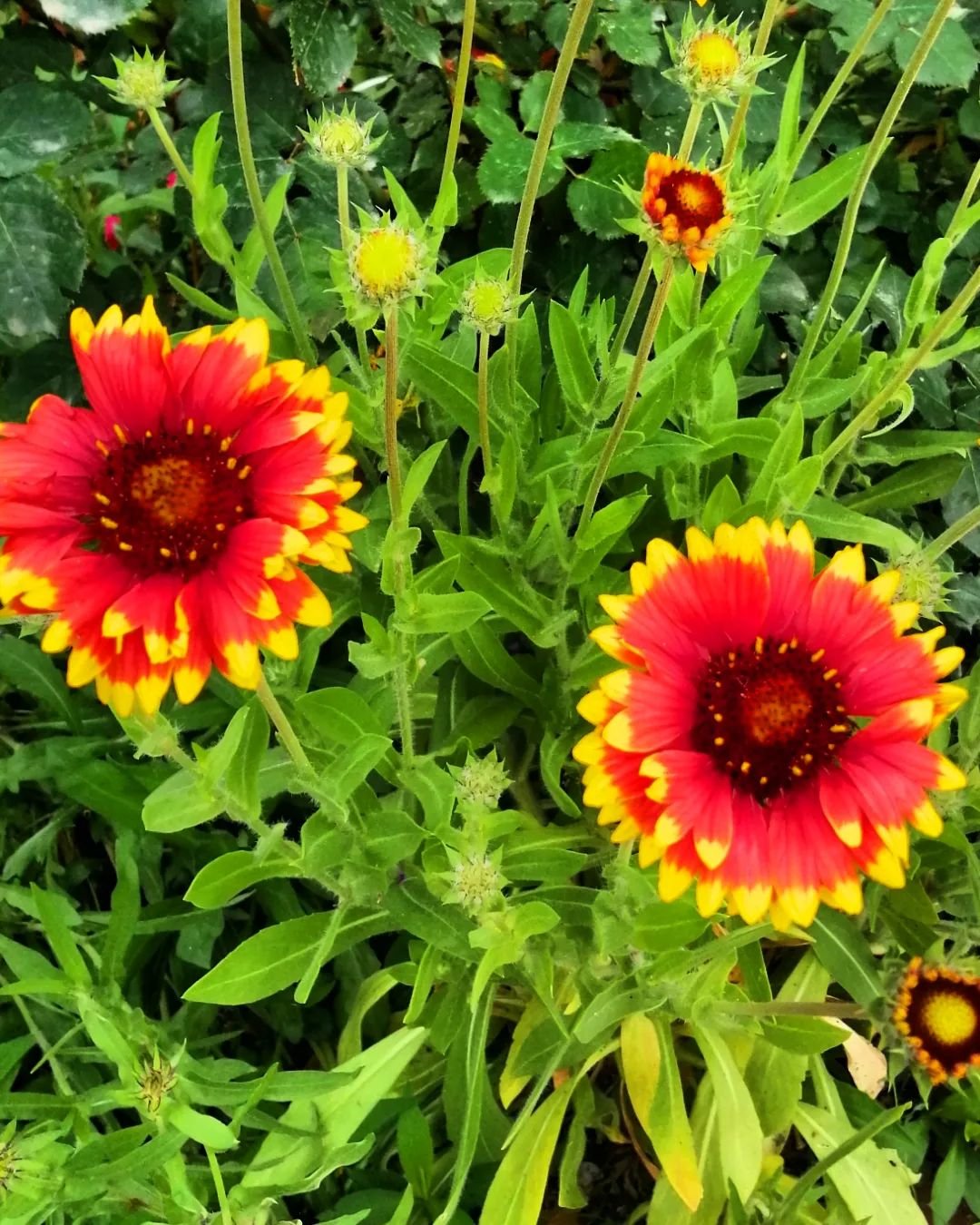 Two Gaillardia flowers, one red and one yellow, blooming in the grass.