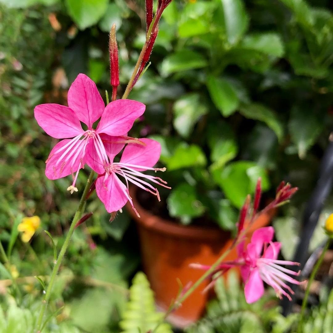 Pink Gaura flower with vibrant green leaves in the background.
