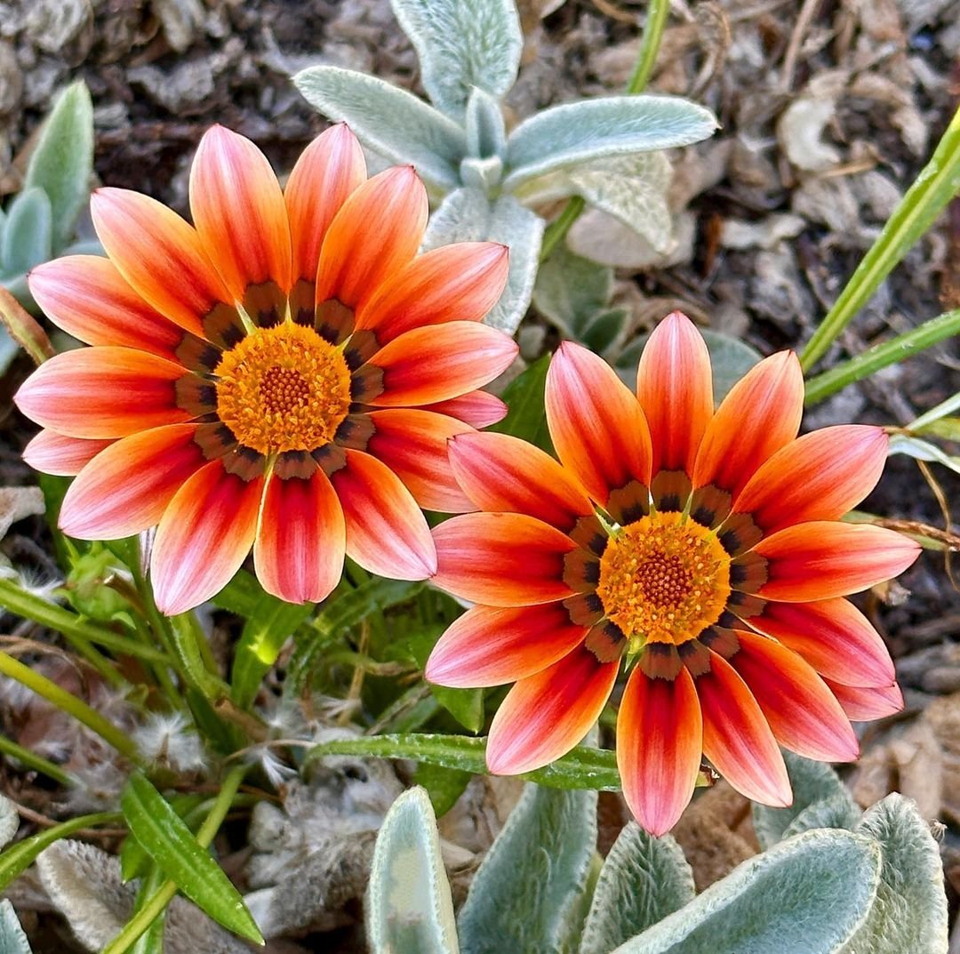 Two Gazania flowers with orange petals and yellow centers blooming in the soil.