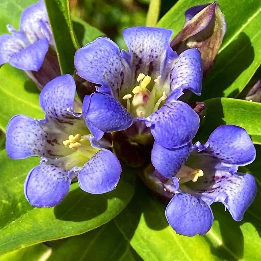 Blue Gentian flowers in close-up view on a plant.