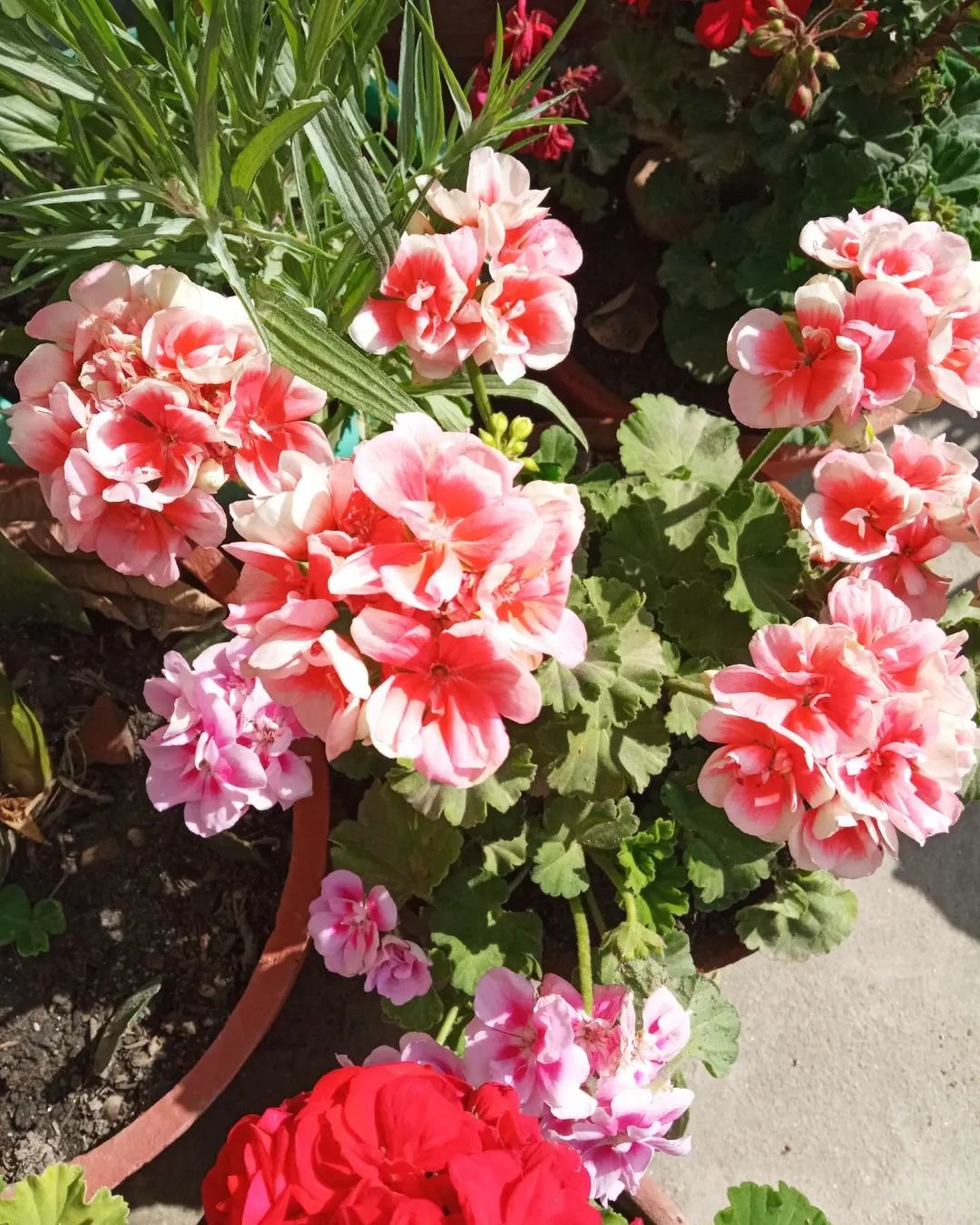  A group of pink and red geranium flowers in pots.