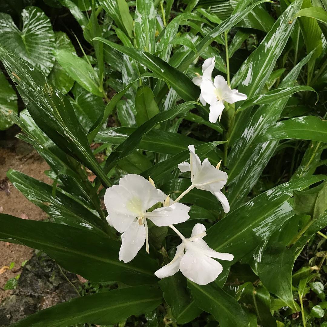White Ginger Lily flowers in the rainforest.