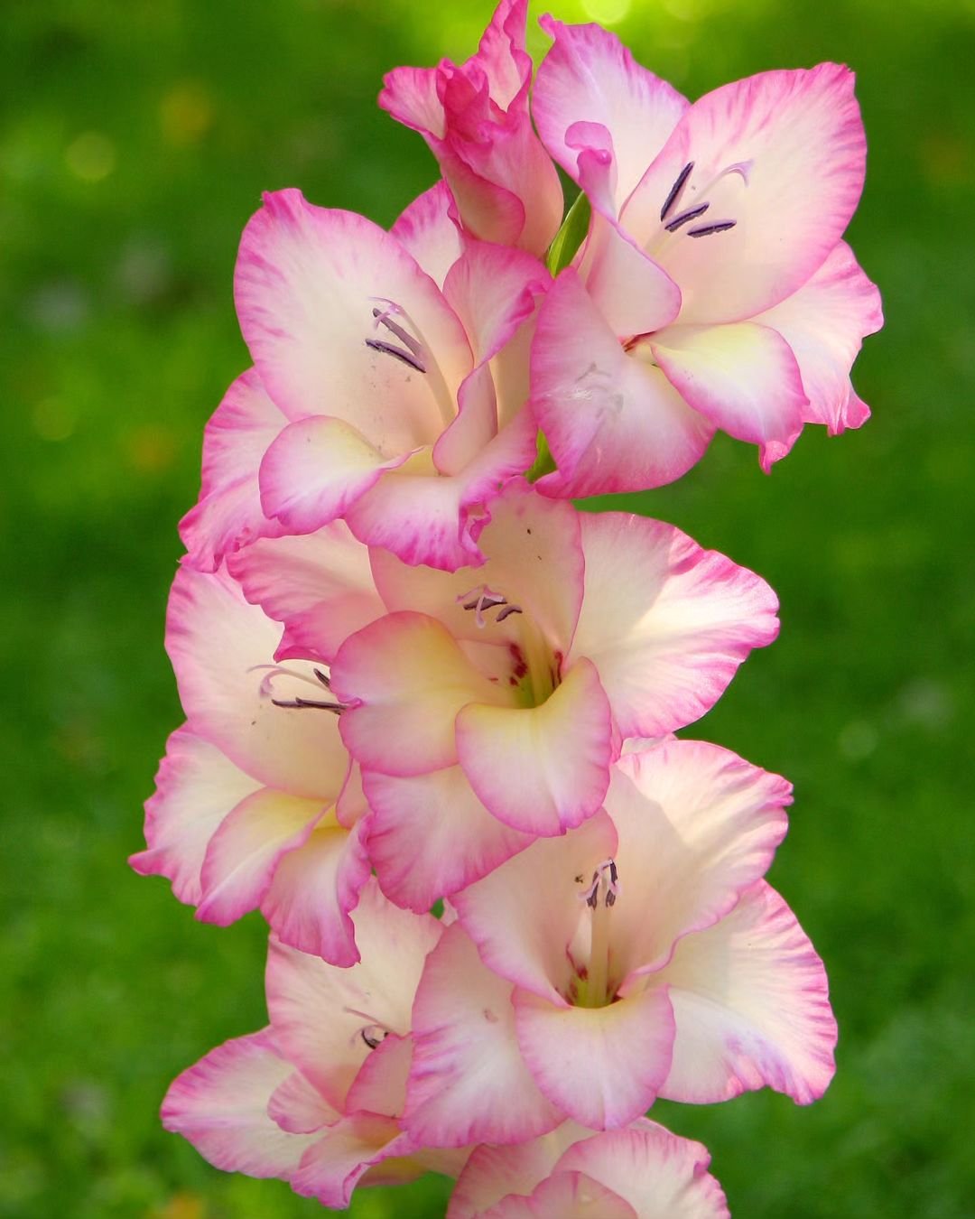 A pink Gladiolus flower blooming in the grass.