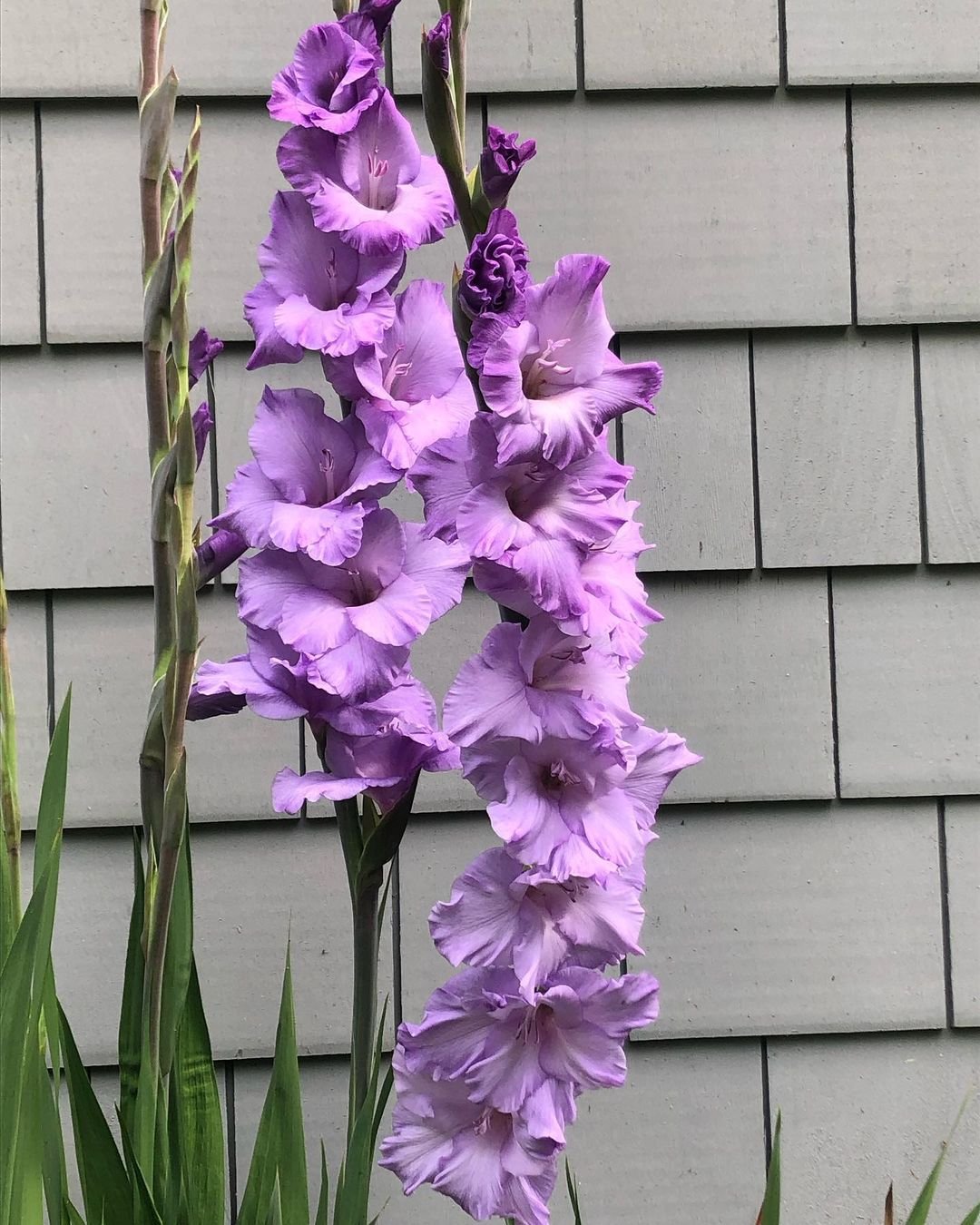 Purple Gladiolus flower blooming in front of a house.