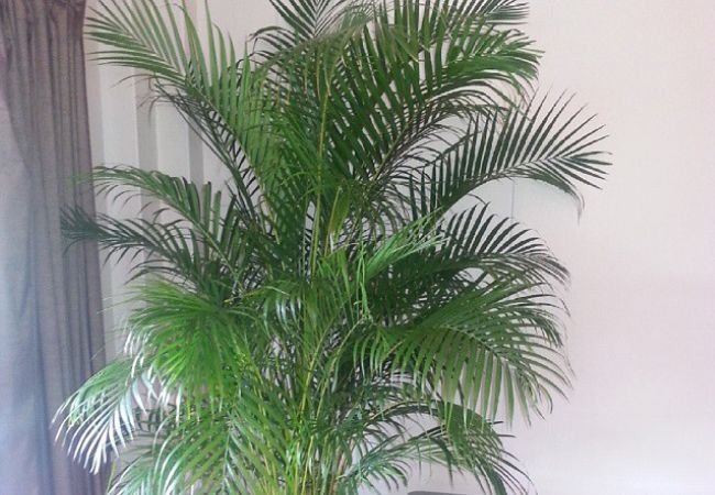 Golden Cane Palm Care : Easy Tips for Growing Dypsis Lutescens at Home