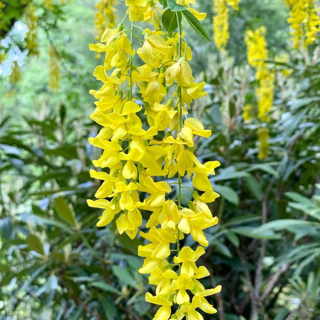 Yellow flowers of Golden Chain Tree hanging gracefully in the garden.