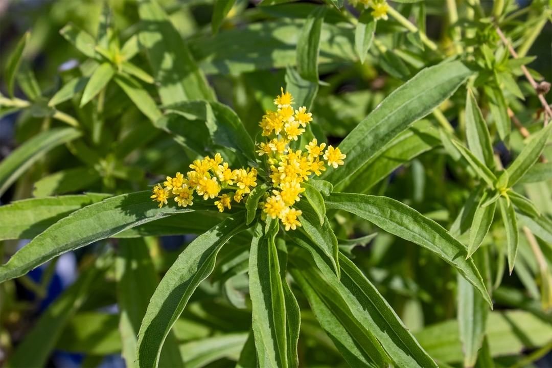 A potted plant with yellow flowers, known as Goldenrod.