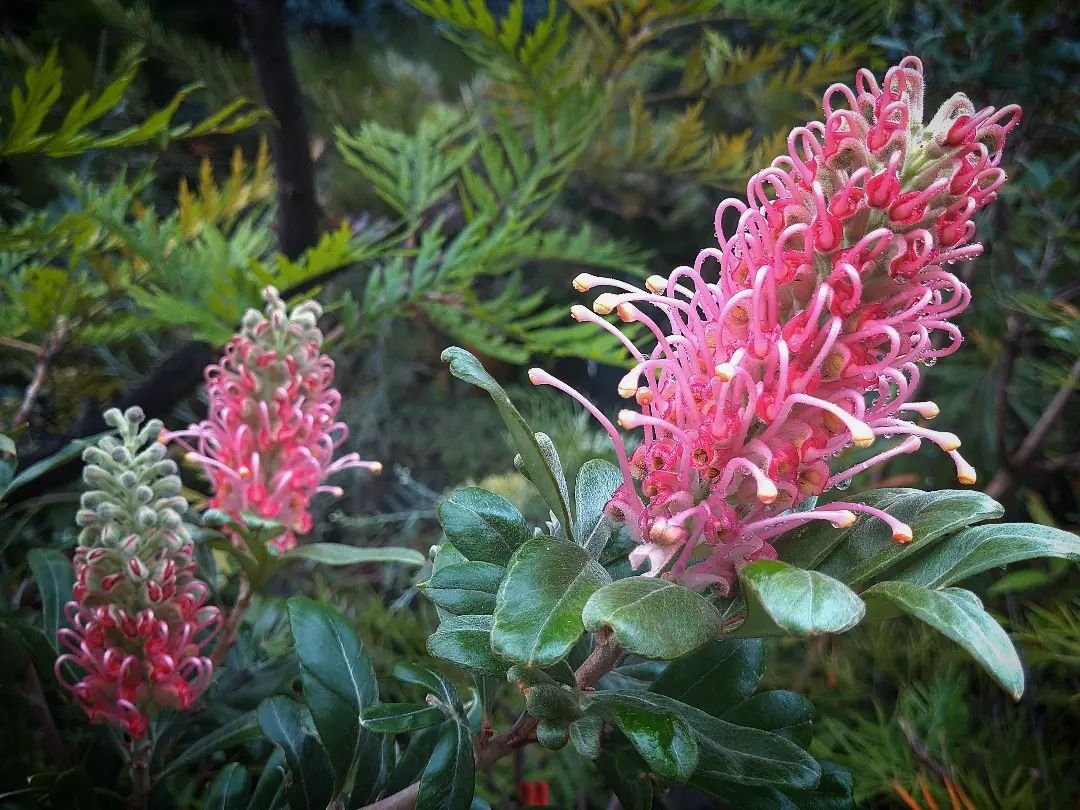 Grevillea, a cluster of Australian native flowers in bloom.
