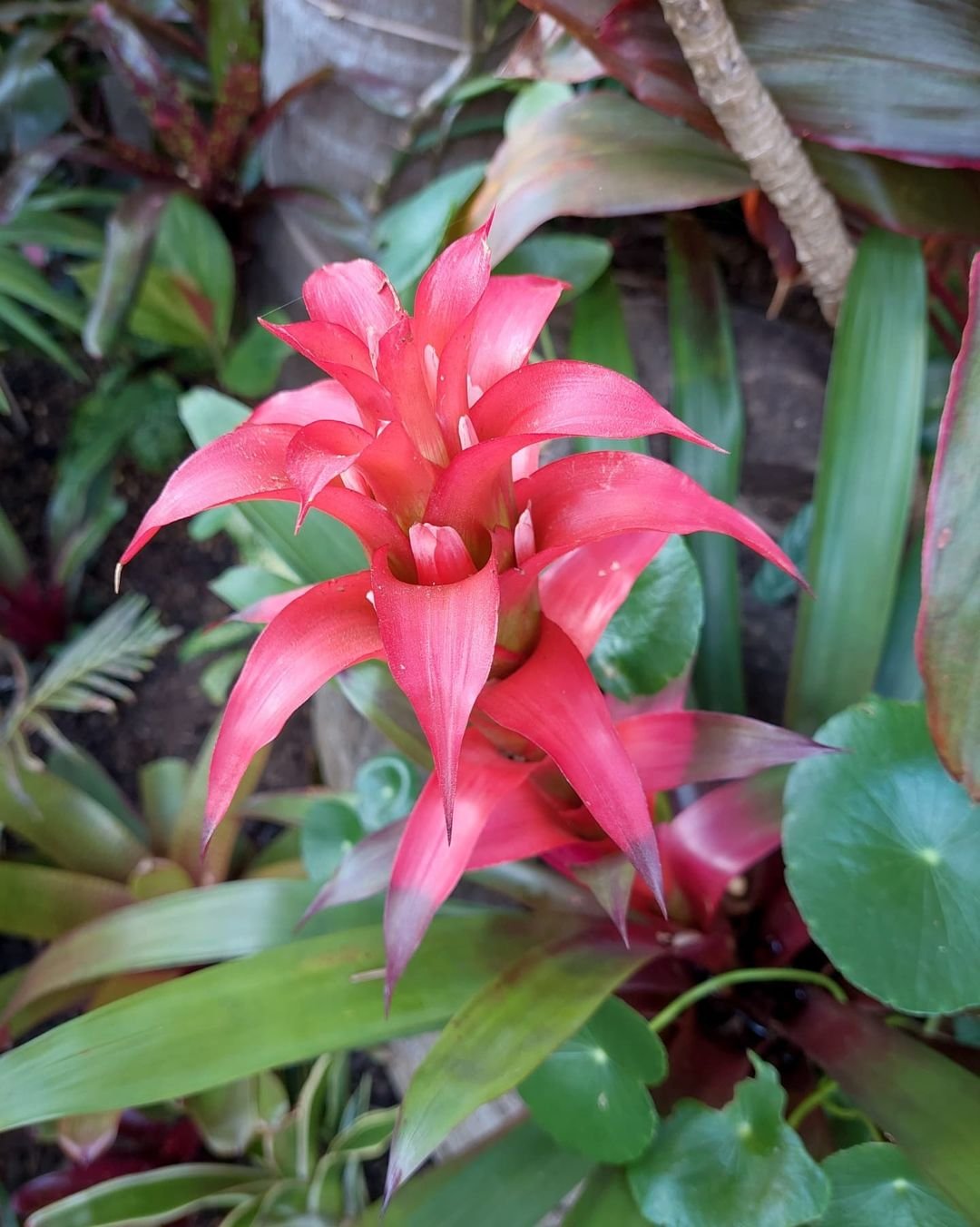  Red Guzmania flower with green leaves in garden.