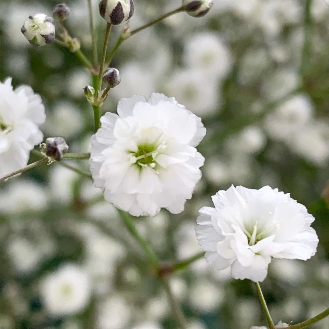 Gypsophila white flowers blooming in a garden.