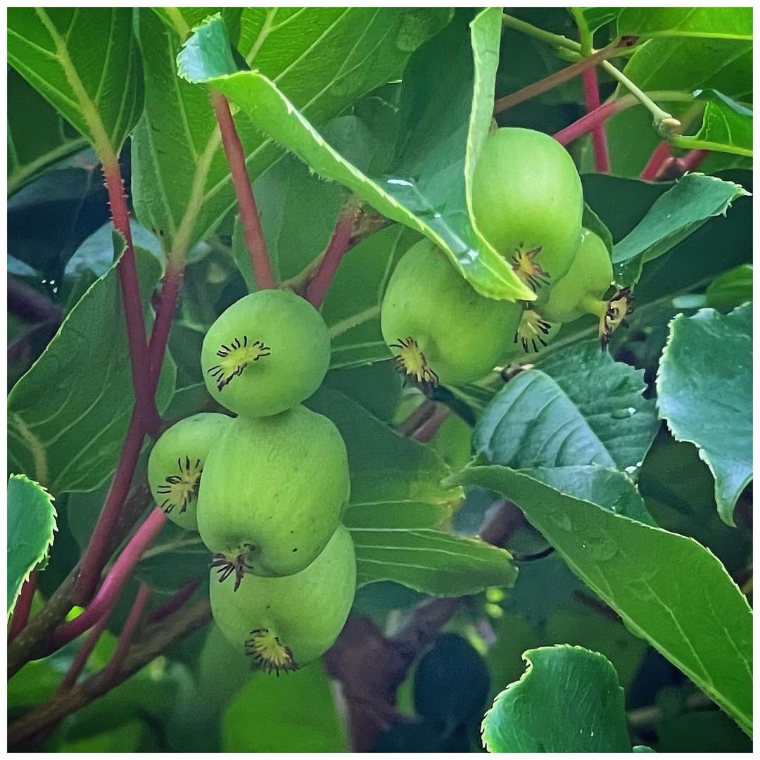 A close-up image of multiple Hardy Kiwi fruits, arranged in a row, with a focus on their green, fuzzy skin and vibrant interior.