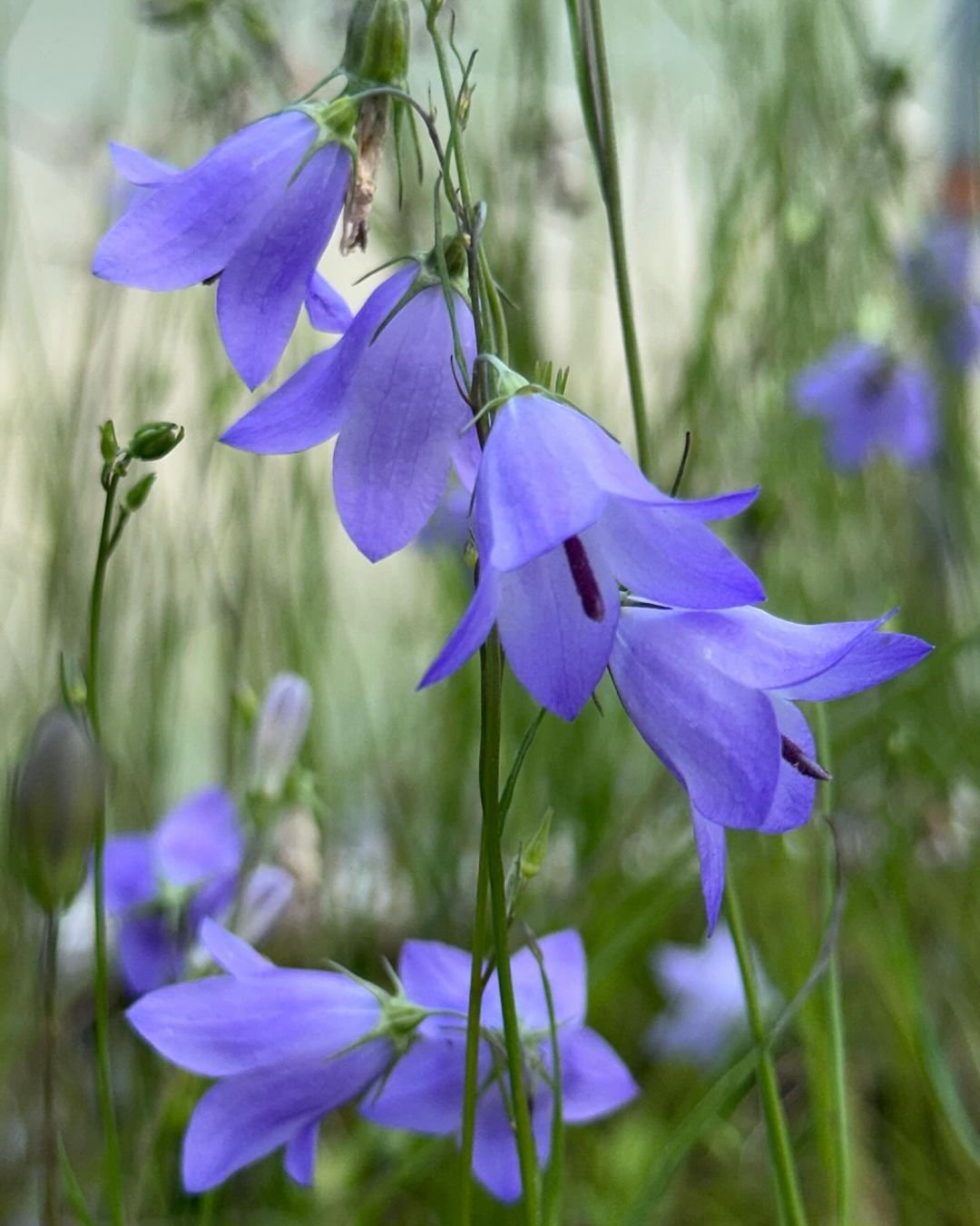  Blue harebell flowers blooming in a field.