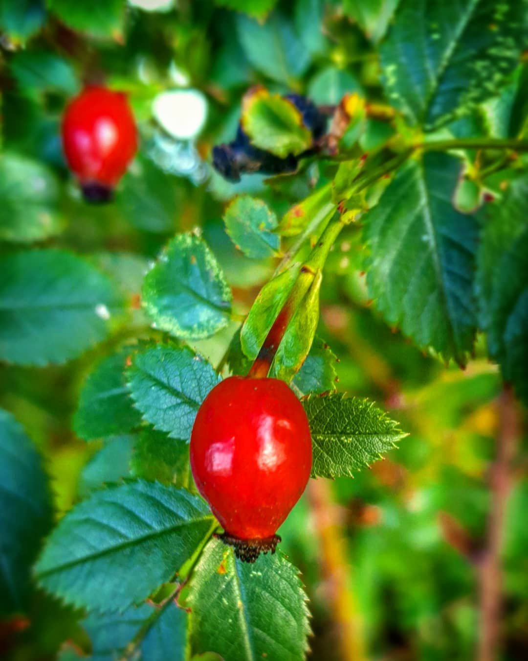 Macro shot of a vibrant red hawthorn fruit on a tree.