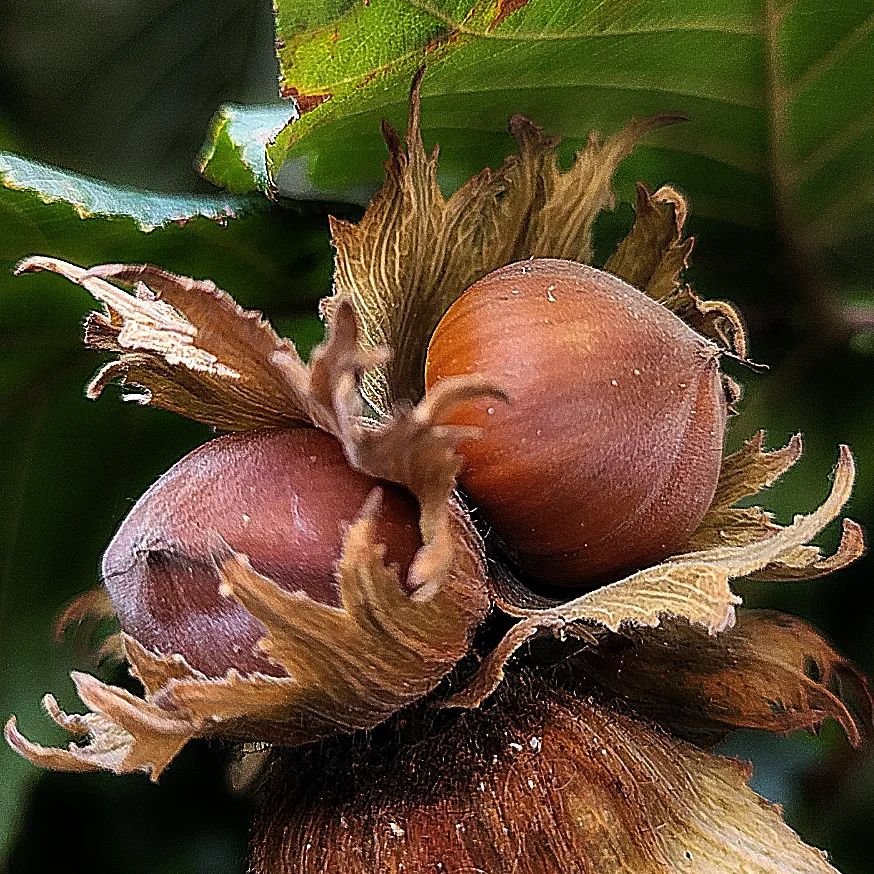 Two hazelnuts on a tree branch with leaves.