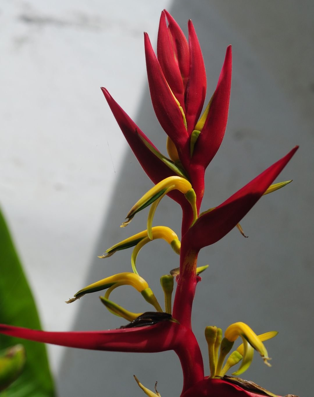 Bright red Heliconia blossom surrounded by yellow and green leaves.