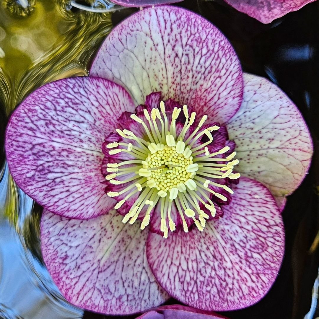 A floating purple Hellebore flower in water.