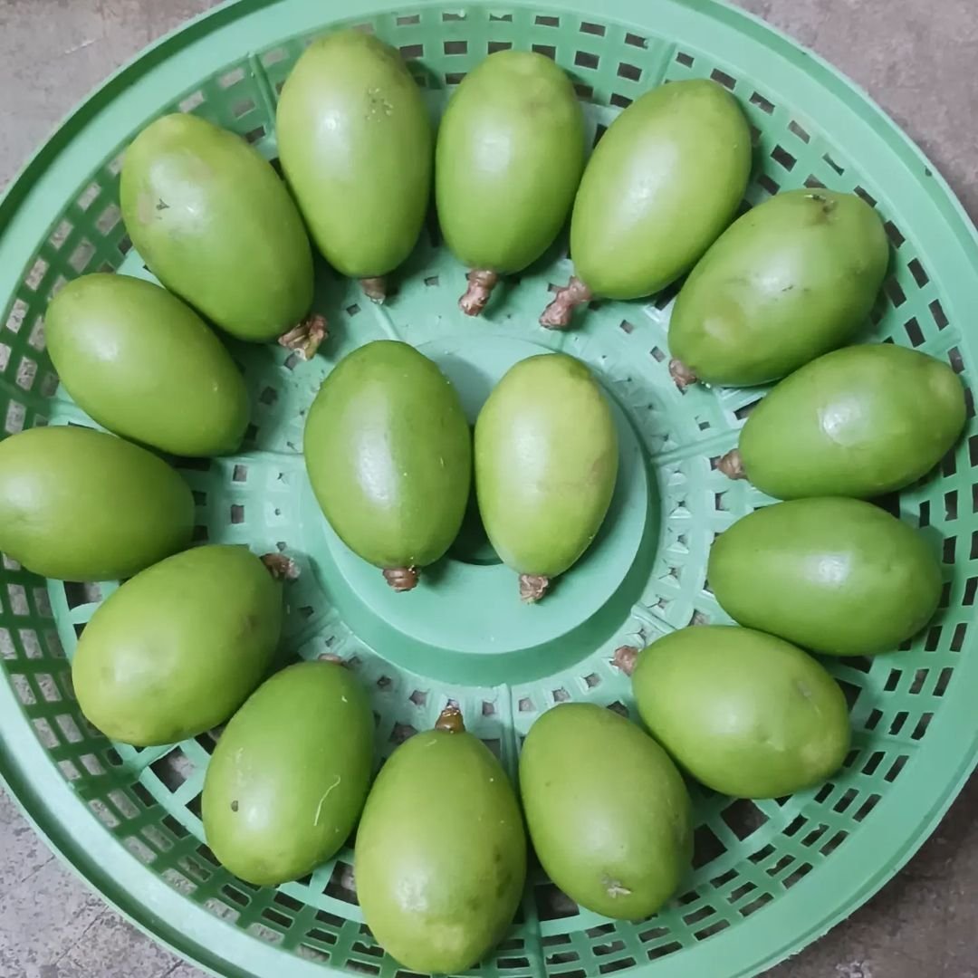  A green basket filled with Hog Plum fruits.