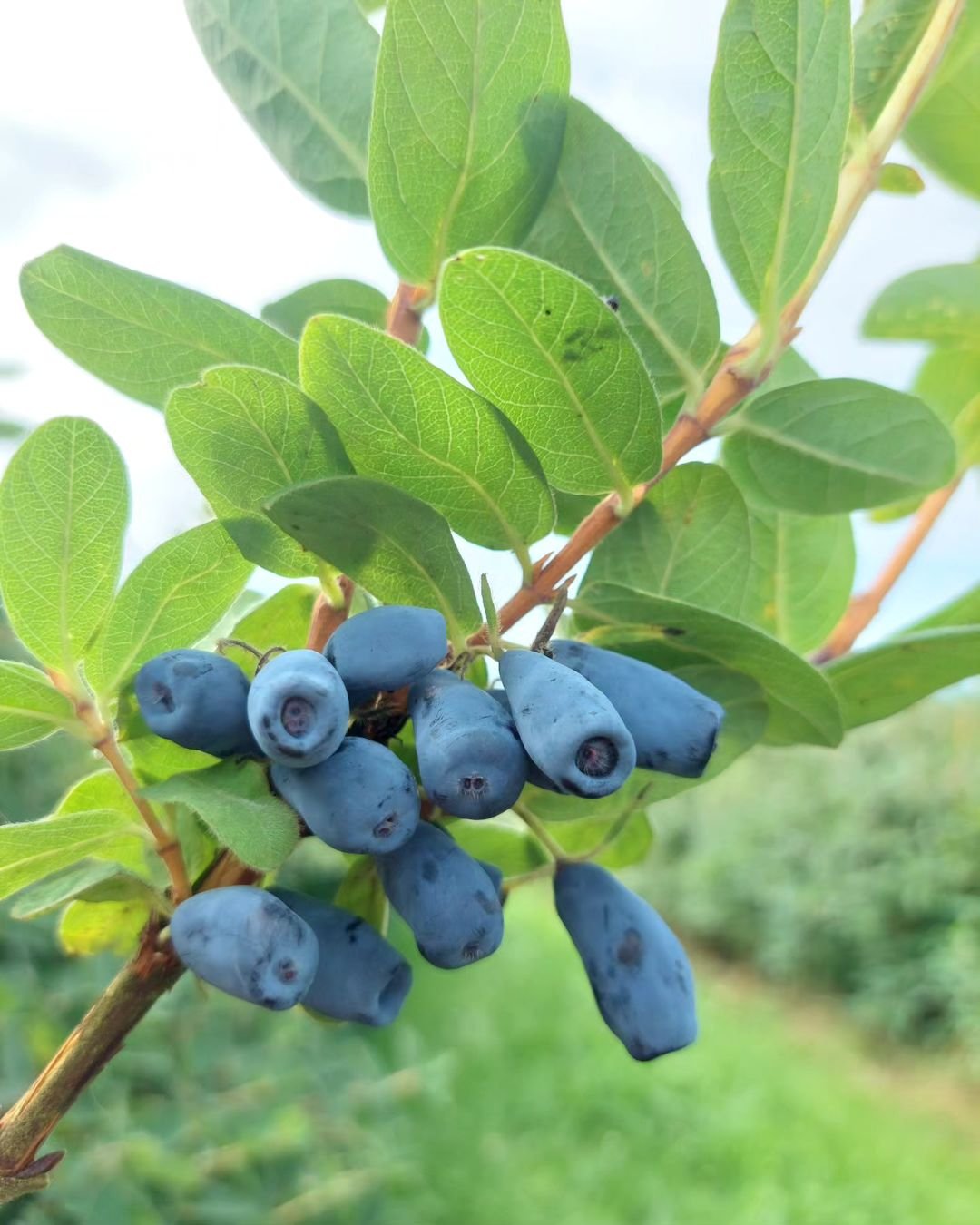  Blueberries growing on a tree in a field, also known as Honeyberry fruit.