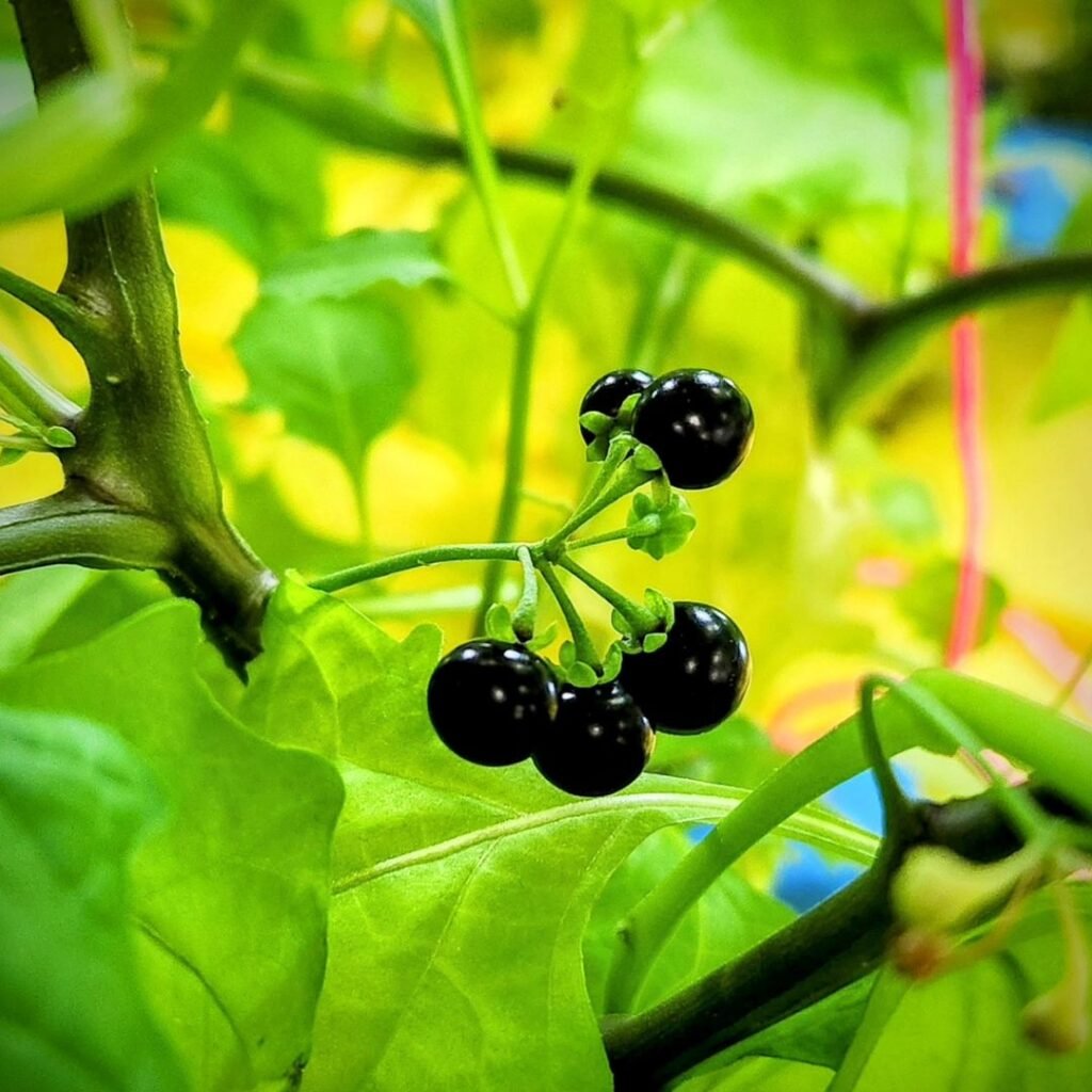 Ripe huckleberries on a plant with lush green leaves.