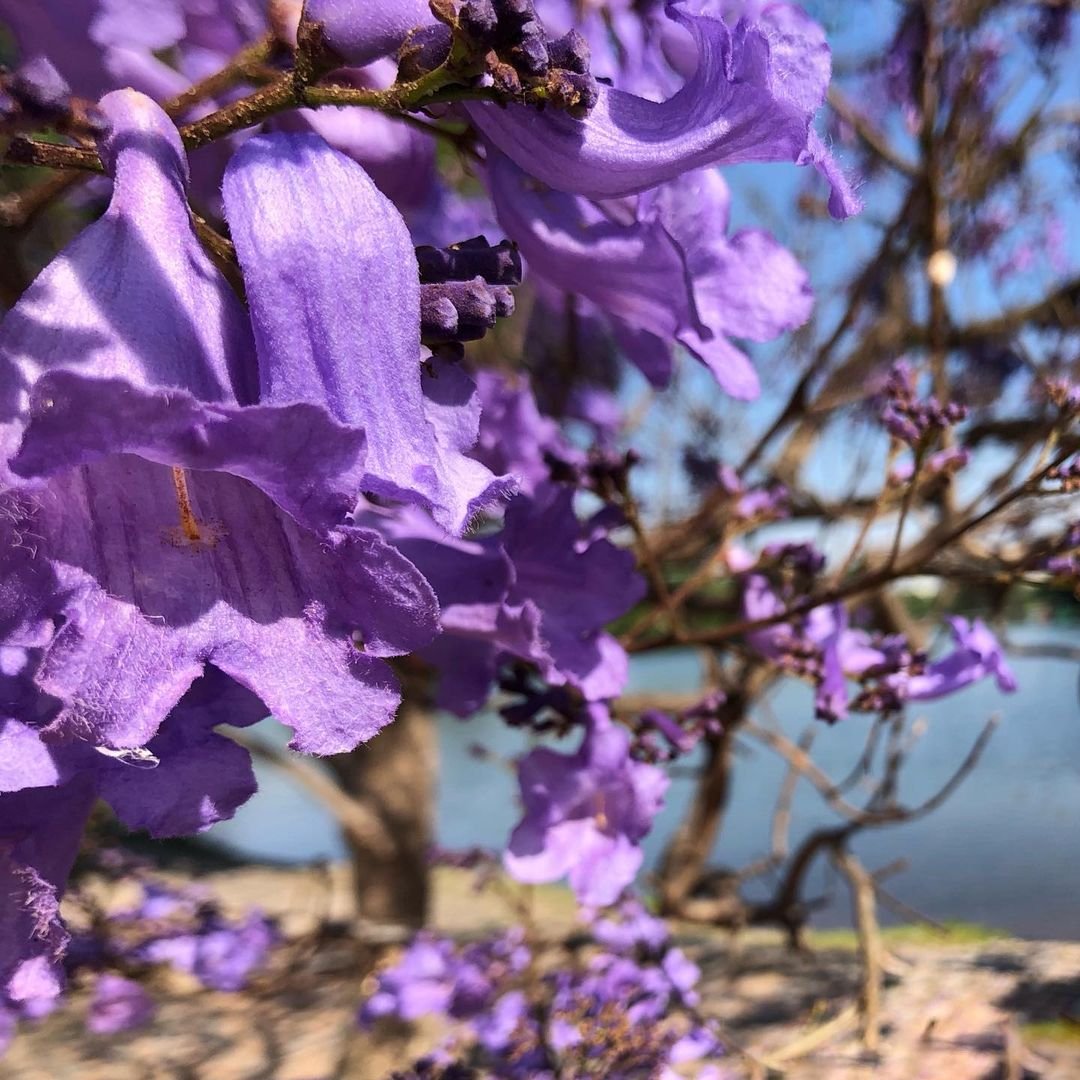 Vibrant purple Jacaranda flowers blossoming by the lake.