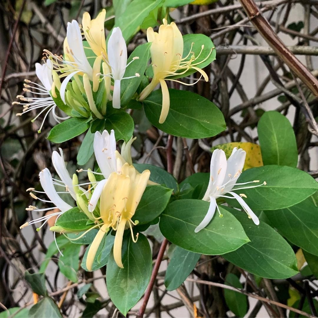 Yellow and white Japanese Honeysuckle flowers blooming on a bush.