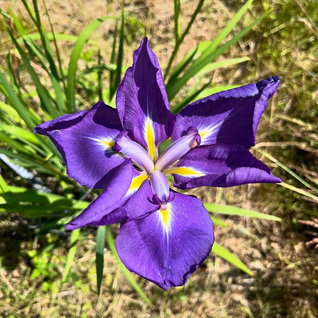 Purple Japanese Iris with yellow centers blooming in the grass.