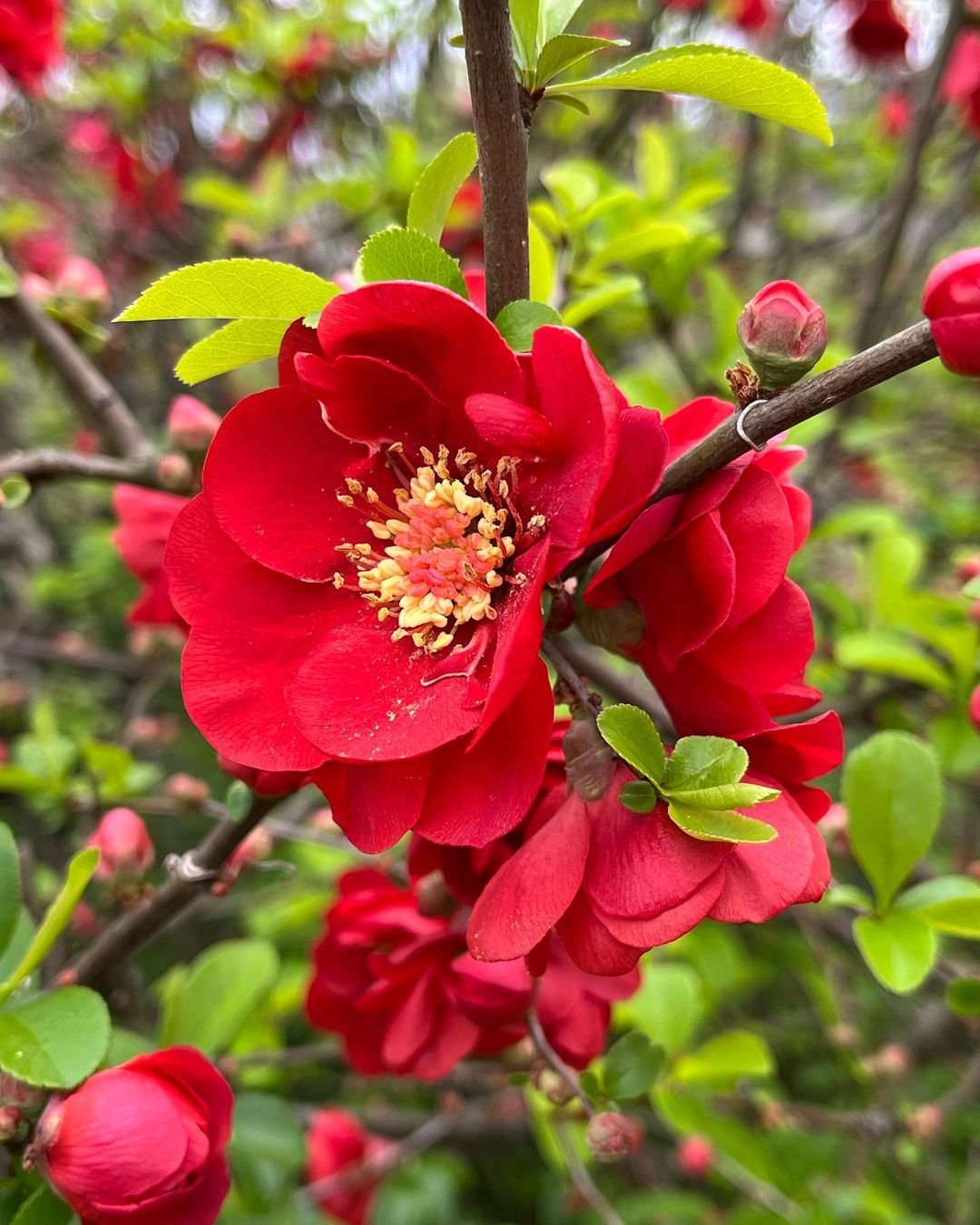 Red Japanese Quince flower blooming on a tree.