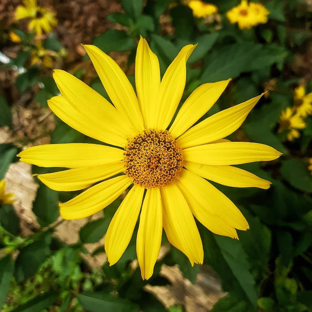  A Jerusalem Artichoke flower with yellow petals and a black center in a lush green field.