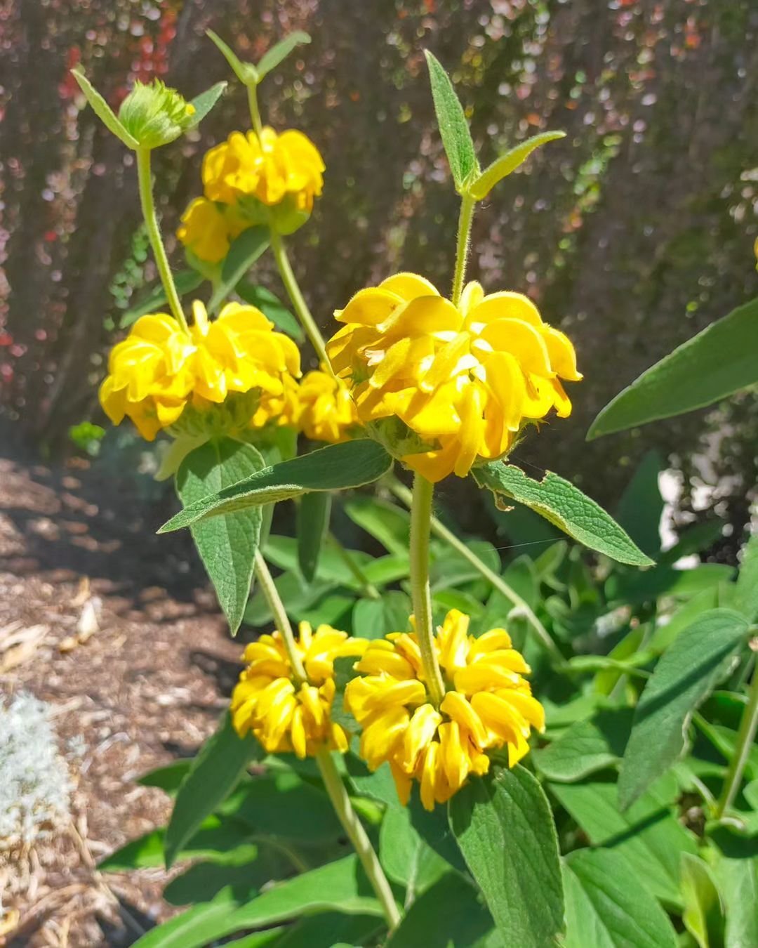 Bright yellow Jerusalem Sage flowers blooming in the garden.