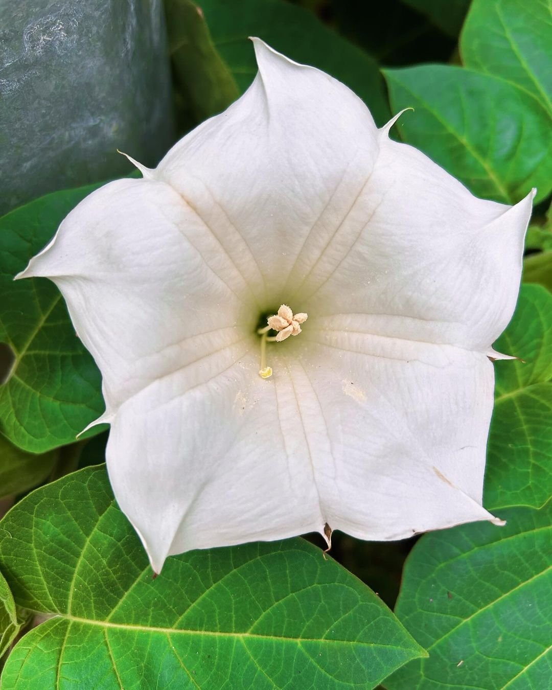 White Jimsonweed flower with green leaves on plant.