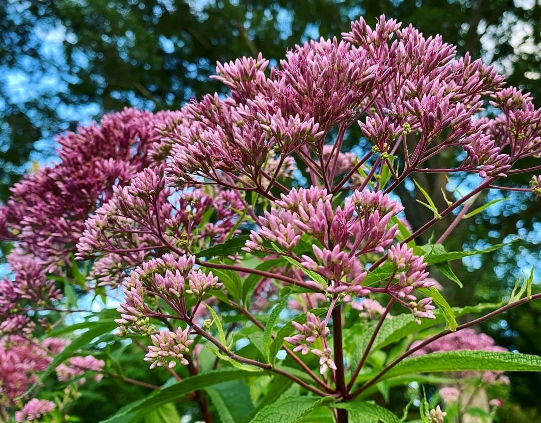 Vibrant purple flowers and lush green leaves of Joe Pye Weed.