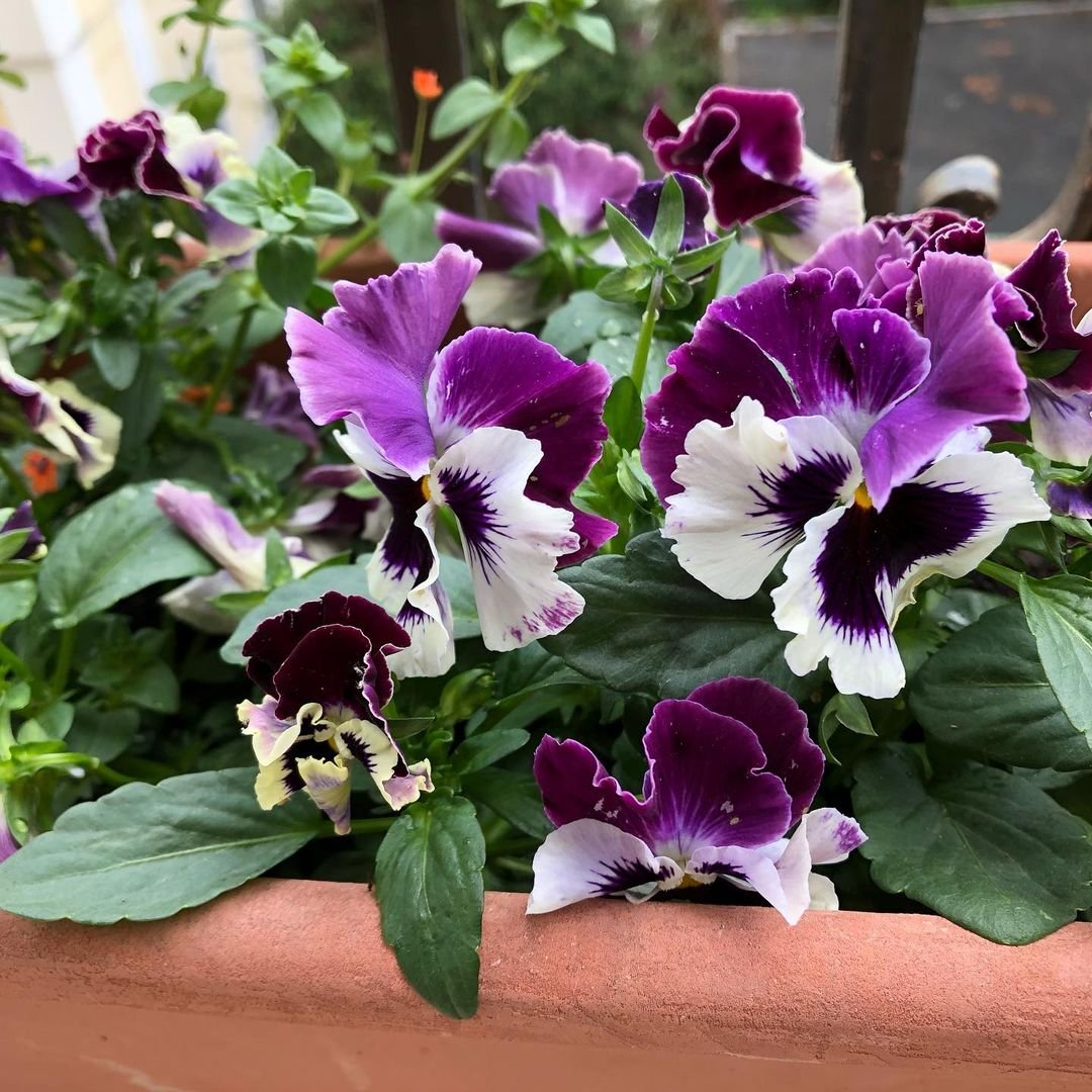 Purple and white Johnny Jump Up pansies in a pot on a balcony.
