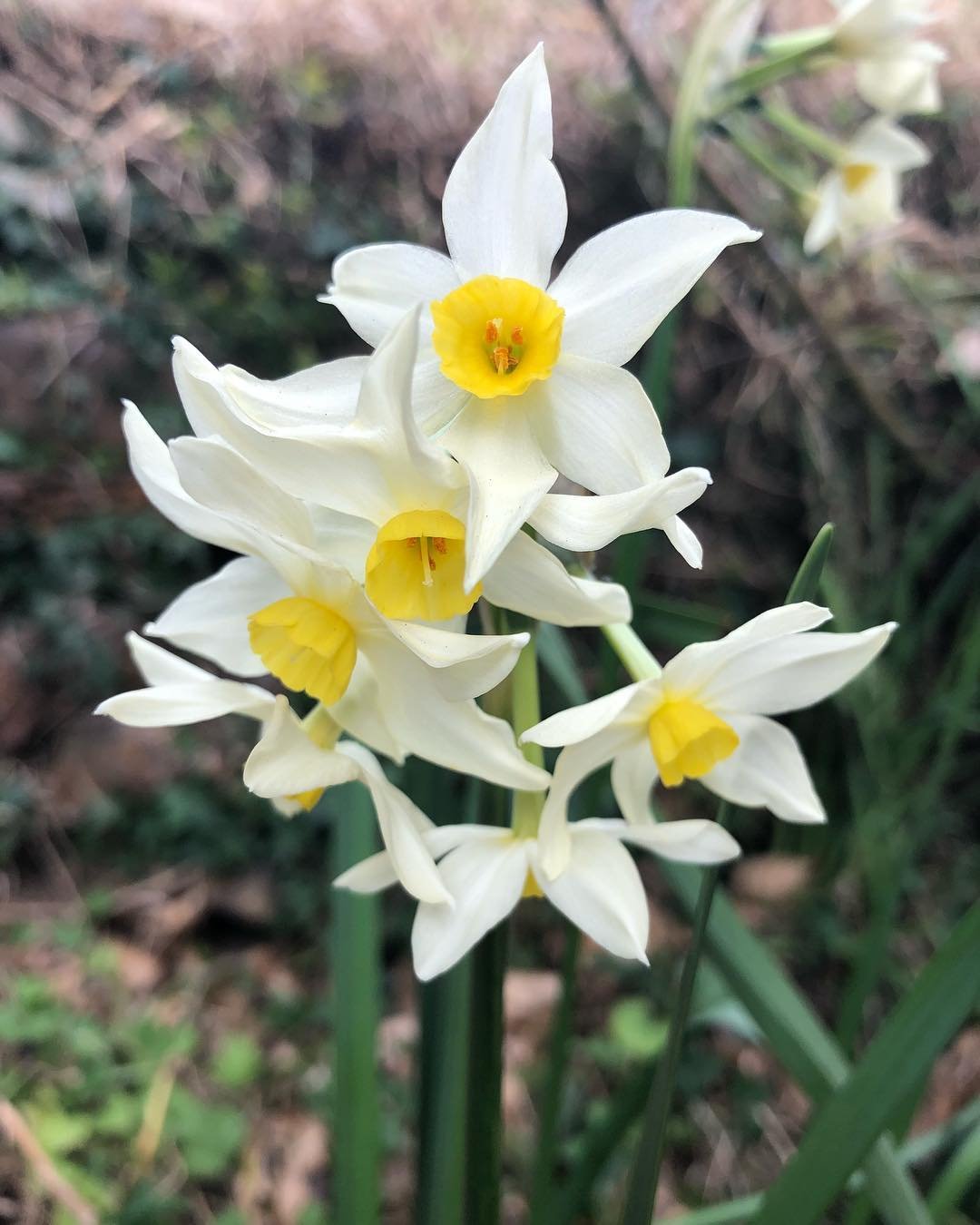 Beautiful white Jonquil blossom set against a backdrop of vibrant green foliage.