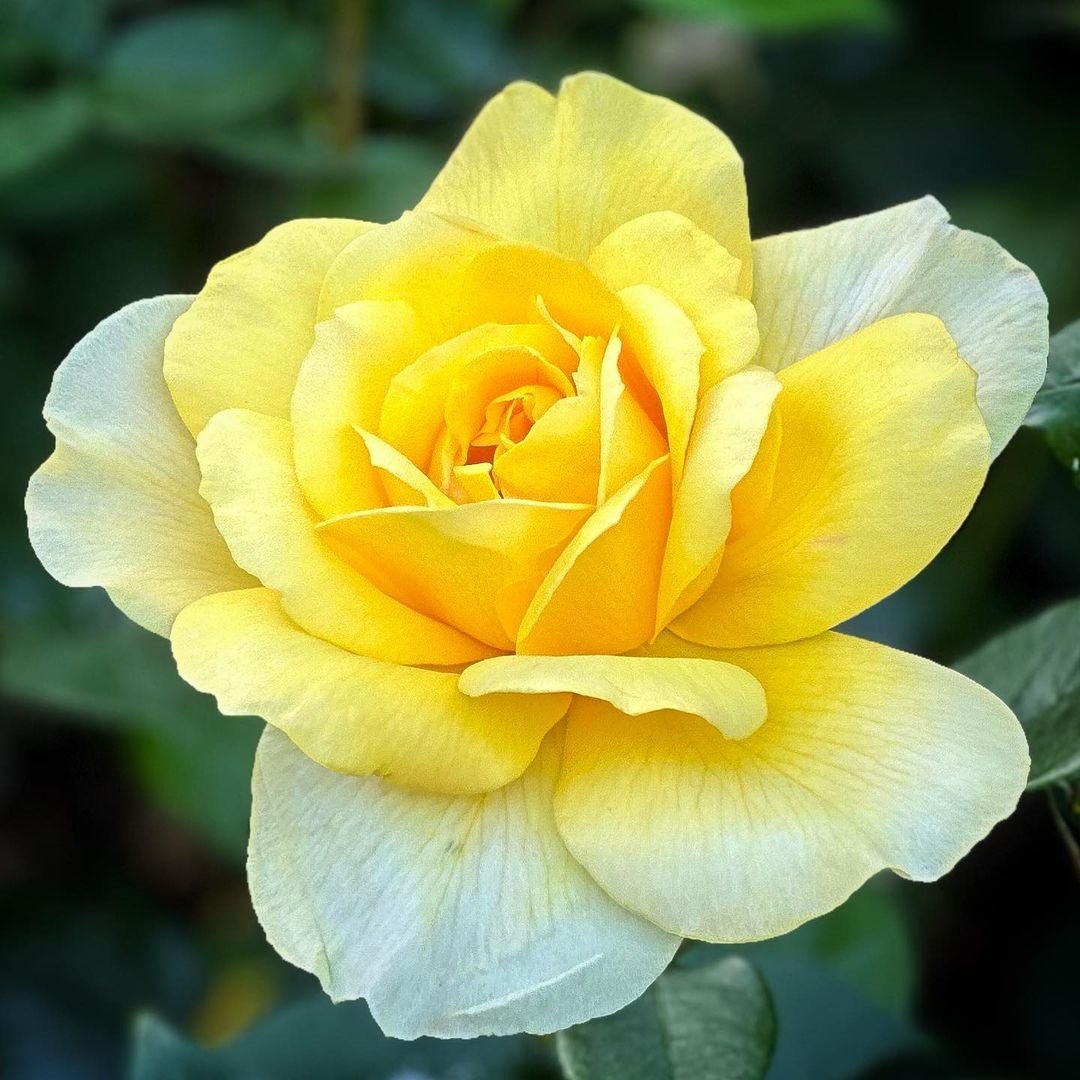 Yellow rose fine art print, perfect for June celebrations.
