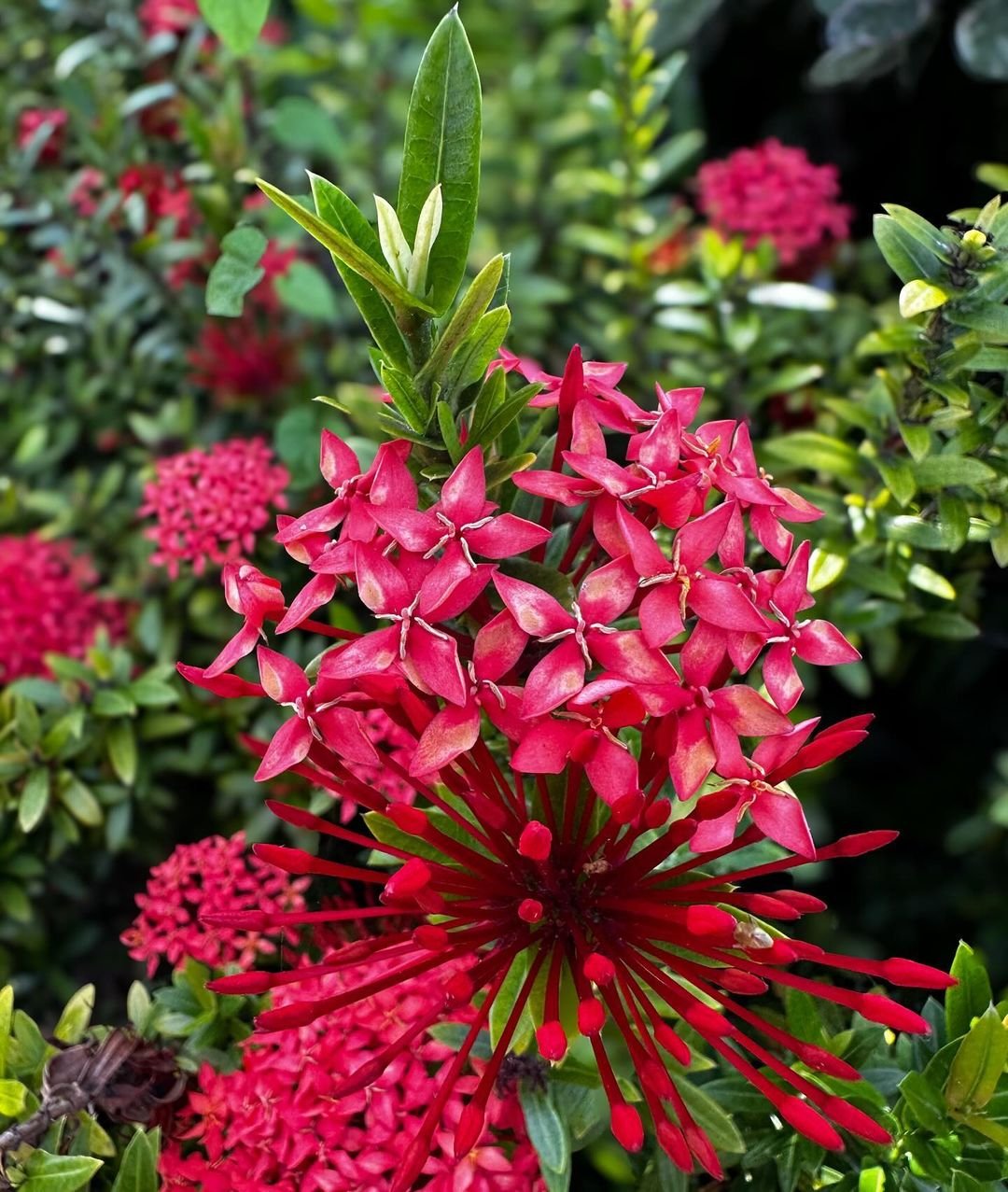 Bright red Jungle Flame flower surrounded by lush green leaves and tiny red flowers.